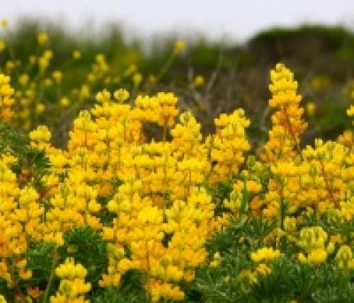 Низкорослые сидераты. Бобовые сидераты