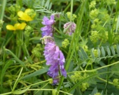 Низкорослые сидераты. Бобовые сидераты