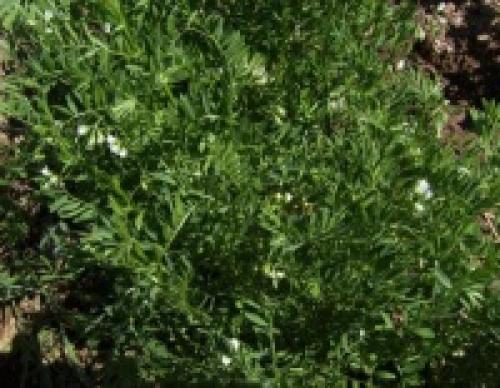 Низкорослые сидераты. Бобовые сидераты