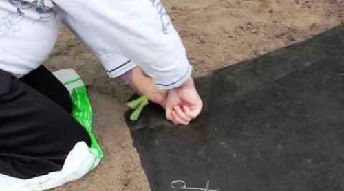 Как правильно посадить клубнику 4 способа посадки. Что нужно для получения богатого урожая 04