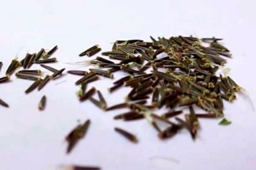 Стевия всхожесть семян. Как вырастить стевию из семян дома