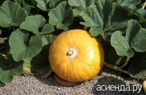 Как понять, что тыква созрела. Как определить зрелость тыквы?
