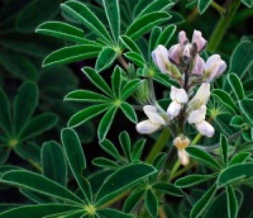 Низкорослые сидераты. Бобовые сидераты