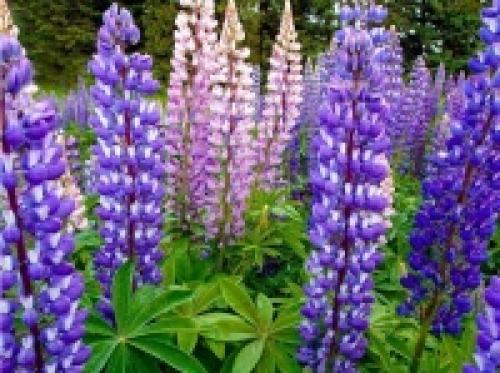 Что лучше, как сидерат овес или рожь. Овес, как сидерат сильно отличается от фацелии и горчицы 03