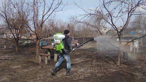 Чем обработать яблони и груши от парши. 5 способов борьбы с паршой на яблонях и грушах