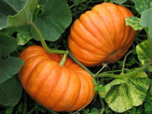 Как понять, что тыква созрела. Как определить зрелость тыквы?