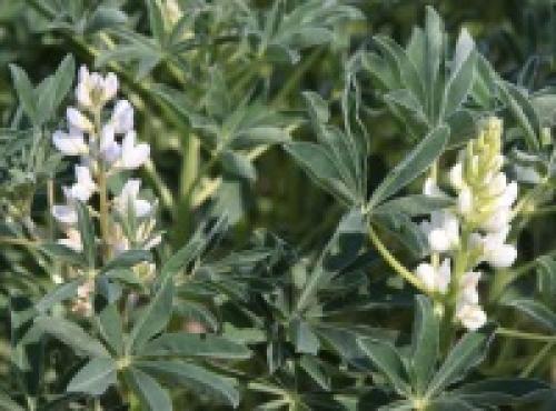 Низкорослые сидераты. Бобовые сидераты