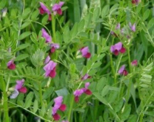 Низкорослые сидераты. Бобовые сидераты