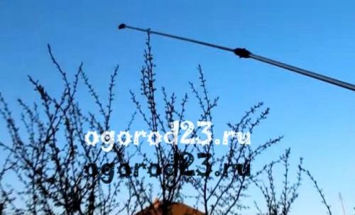 Чем обработать яблоню от парши летом. Парша на яблонях – чем лечить?