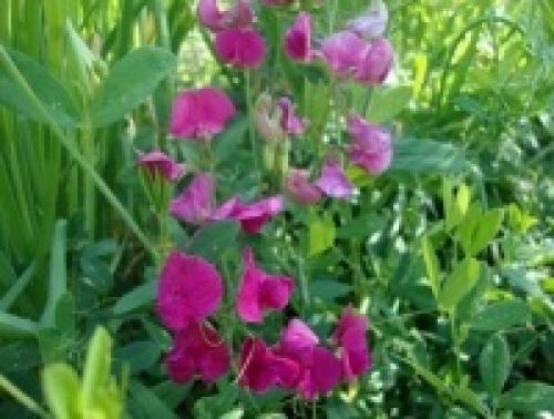 Низкорослые сидераты. Бобовые сидераты