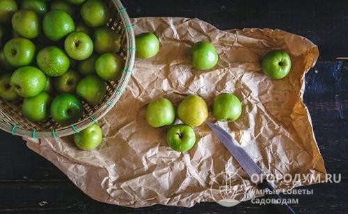 Яблоки Хранить. Способы хранения яблок в квартире