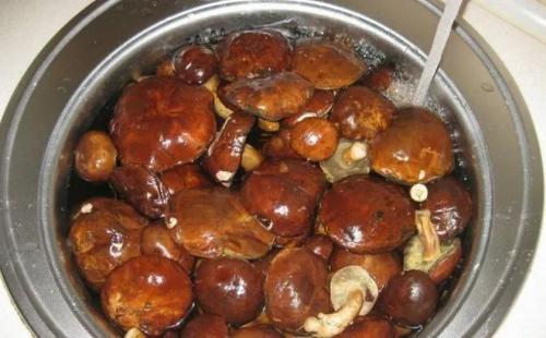 Польский гриб, как готовить. Выбор и подготовка ингредиентов