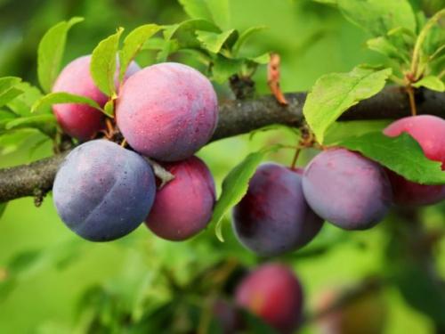 Подготовка сливы к зиме. Методы борьбы с вредителями