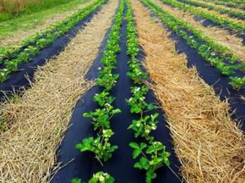 Можно ли садить разные сорта клубники рядом. Клубника и подходящие соседи 08