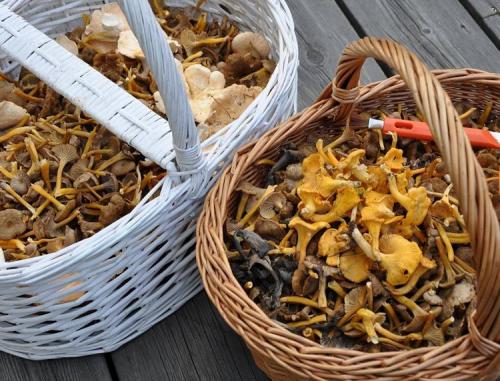 Польский гриб сушить. Как сушить грибы правильно (7 способов в домашних условиях)