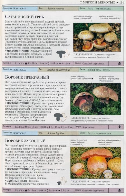 Какой гриб на срезе оранжевый. Помогите определить гриб