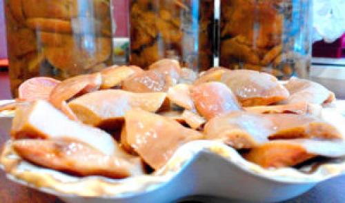 Рыжики соленые: вкусный и быстрый пошаговый рецепт приготовления грибов на зиму