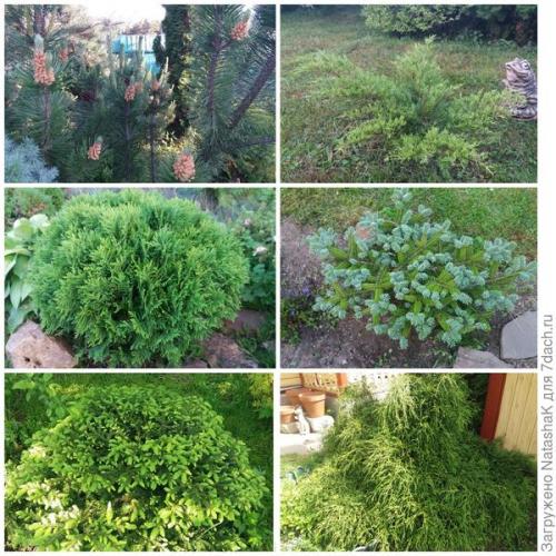 Как укрыть голубую ель на зиму. Хвойные и зимовка –, что накрываем, а что нет