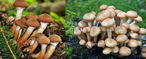 Грибы растущие группами на пнях. Съедобные и несъедобные грибы, растущие на деревьях и пнях +Видео опытных грибников