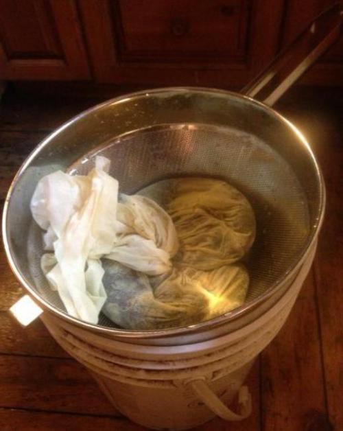 Оленьи рожки съедобные грибы. Калоцера клейкая или оленьи рожки 04