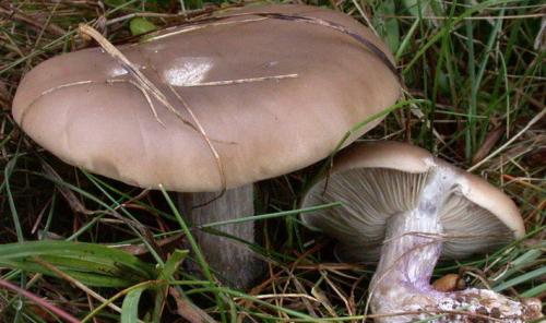 Гриб с коричневой шляпкой и белой ножкой. Пластинчатые грибы с пластинками белого и серого цвета