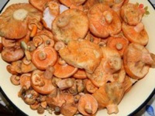 Рыжики, как солить. Рыжики холодного посола