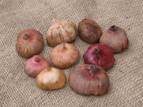 Когда выкапывать гладиолусы и лилии. Когда выкапывать гладиолусы осенью и как хранить луковицы зимой: пять правил и полезные советы