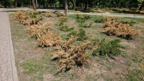 Надо ли укрывать на зиму можжевельник. Надо ли укрывать можжевельники на зиму