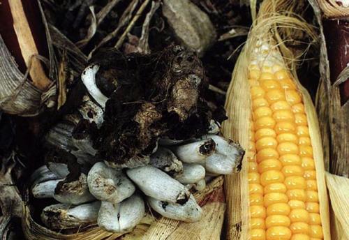 Грибы паразиты на деревьях. Грибы-паразиты, живущие на растениях