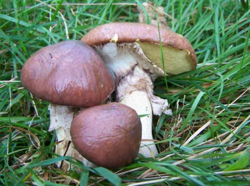 Какие грибы в сосновом лесу осенью. Съедобные виды грибов в сосновом лесу