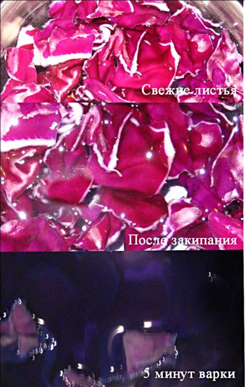 Чем отличается красная капуста от белокочанной. Выращивание краснокочанной капусты 08