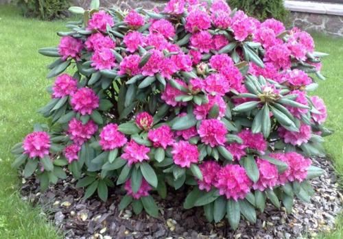 Укрытие рододендрона на зиму в ленинградской области. Как подготовить рододендрон к зиме