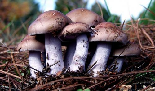 Гриб с коричневой шляпкой и белой ножкой. Пластинчатые грибы с пластинками белого и серого цвета