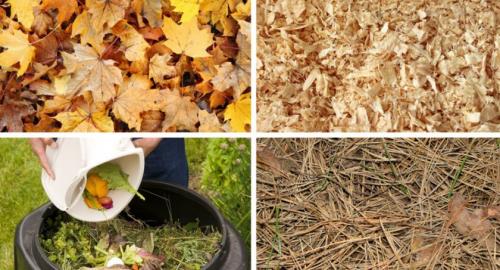 Нужно ли укрывать на зиму можжевельник казацкий. Нужно ли укрывать