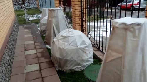 Нужно ли укрывать на зиму можжевельник казацкий. Нужно ли укрывать