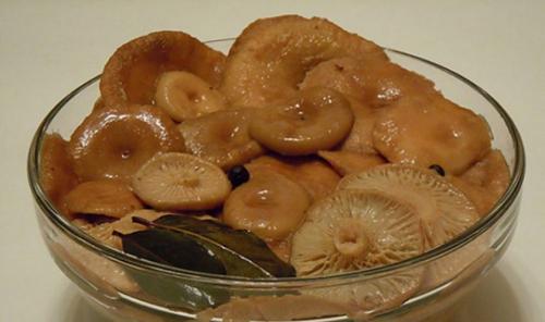 Волнушки, как готовить. Как приготовить блюда из волнушек