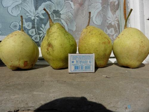 Что нужно сделать, чтобы зацвела груша. Как я заставил плодоносить грушу.