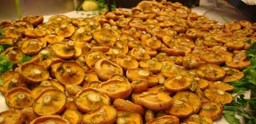 Рыжики соленые: вкусный и быстрый пошаговый рецепт приготовления грибов на зиму