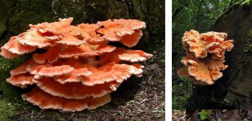 Грибы растущие группами на пнях. Съедобные и несъедобные грибы, растущие на деревьях и пнях +Видео опытных грибников