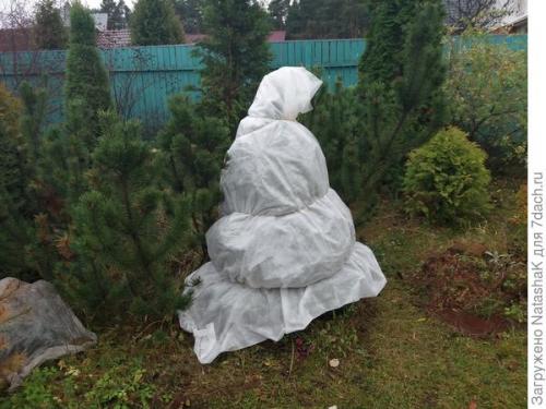 Как укрыть голубую ель на зиму. Хвойные и зимовка –, что накрываем, а что нет