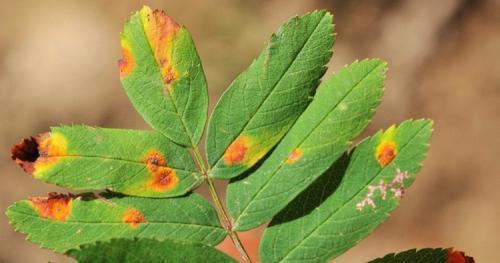 Грибы паразиты на деревьях. Грибы-паразиты, живущие на растениях
