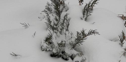 Надо ли укрывать на зиму можжевельник. Надо ли укрывать можжевельники на зиму