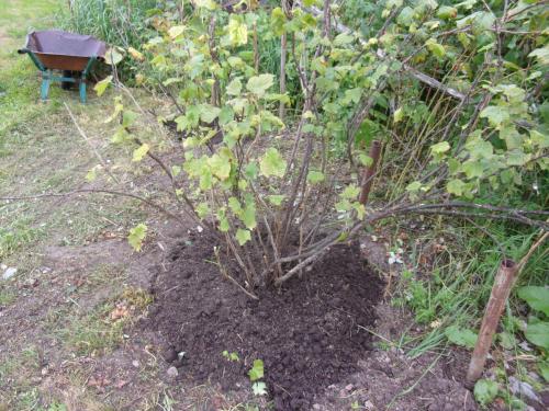 Подготовка кустов смородины и крыжовника к зиме. Осенняя обработка смородины, крыжовника, жимолости – залог будущего урожая