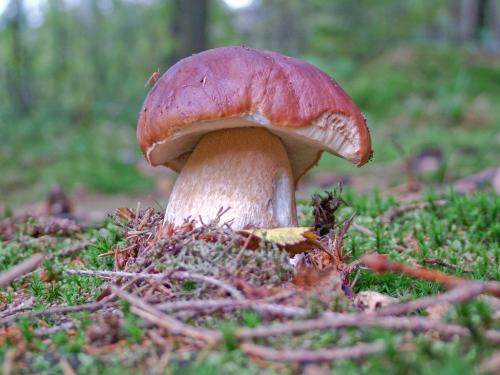 В хвойном лесу грибы. Грибы хвойных лесов 03