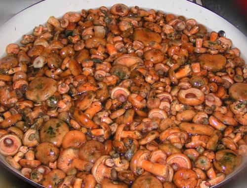 Как солить рыжики пошаговый рецепт. Как правильно засолить рыжики: горячая и холодная засолка