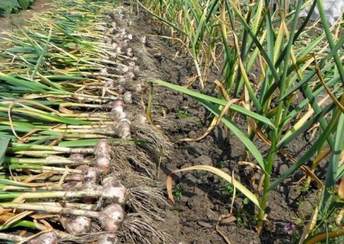 Когда сажать чеснок по лунному календарю осенью-2019: благоприятные дни и неблагоприятные. И важные хитрости: а я так делаю
