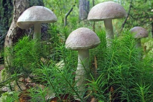Как отличить белый гриб от подберезовика. Разновидности гриба и его произрастание
