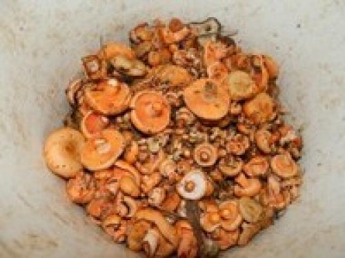 Быстрая засолка рыжиков. Рыжики холодного посола