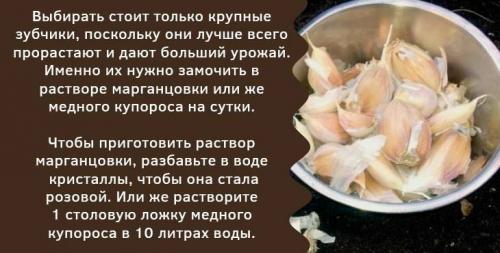 Посадка чеснока осенью в донбассе. Как правильно посадить чеснок осенью в открытый грунт?