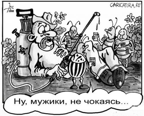 Колорадский жук интересные факты. Интересные факты про колорадского жука